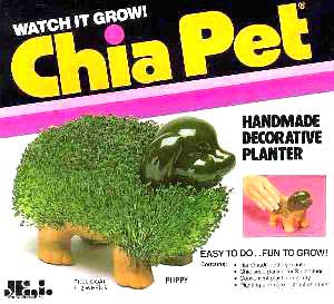 Turtle Chia Pet