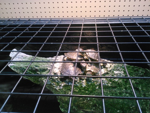 turtle jailbreak